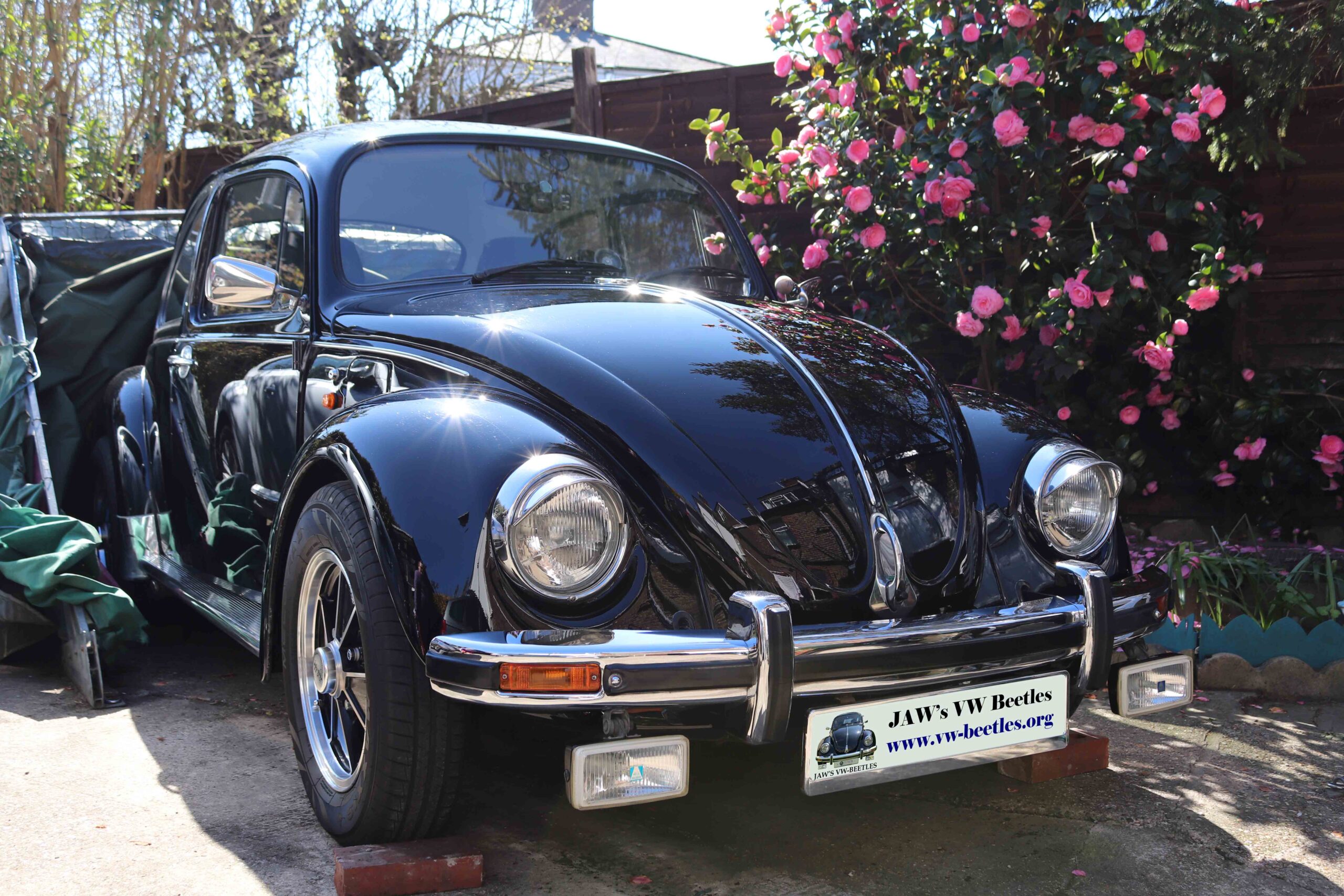 MyBeetle5thApril2020 (3)