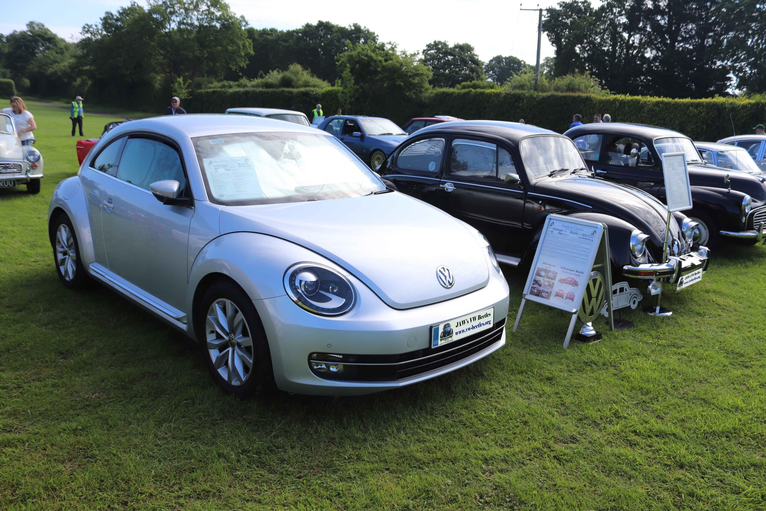 BertieBeetle19thMay2024 (4)
