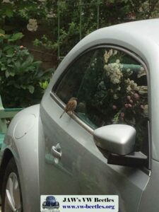 Gertie31stMay2017 (2)