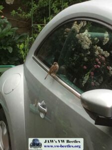 Gertie31stMay2017 (3)