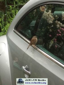 Gertie31stMay2017 (4)