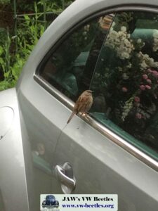 Gertie31stMay2017 (5)