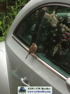 Gertie31stMay2017 (6)