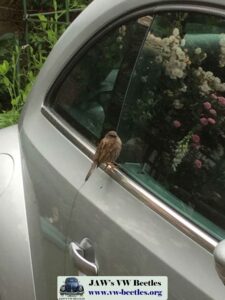 Gertie31stMay2017 (7)