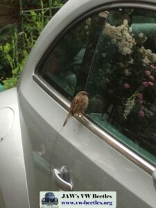 Gertie31stMay2017 (8)