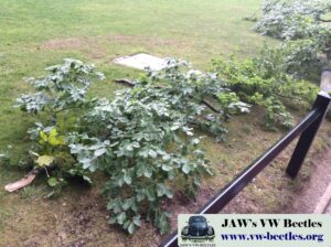 Gertie17thAug2015 (23)